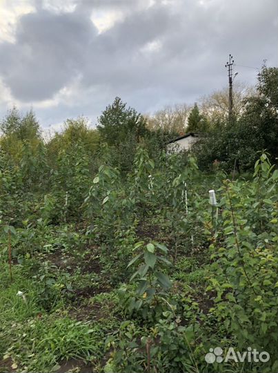 Саженцы плодовых деревьев, кустарники