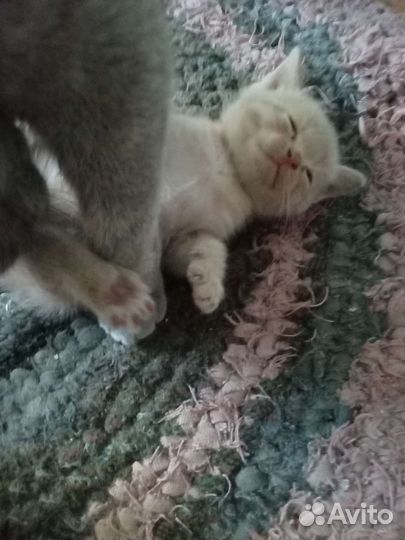 Котенок на Удачу- мальчик в дар, бесплатно