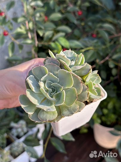 Суккуленты