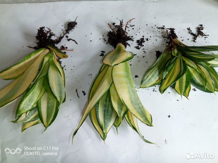 Домашние растения цветы