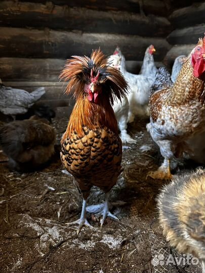 Молодые петухи