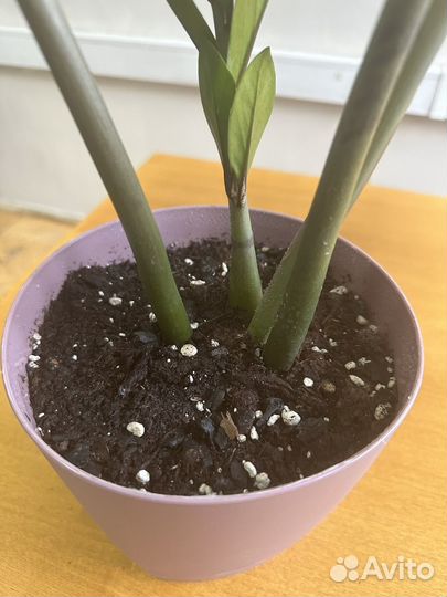 Замиокулькас