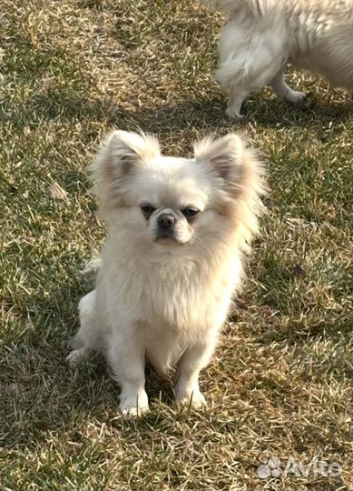 Щенки чихуахуа длинношерстные