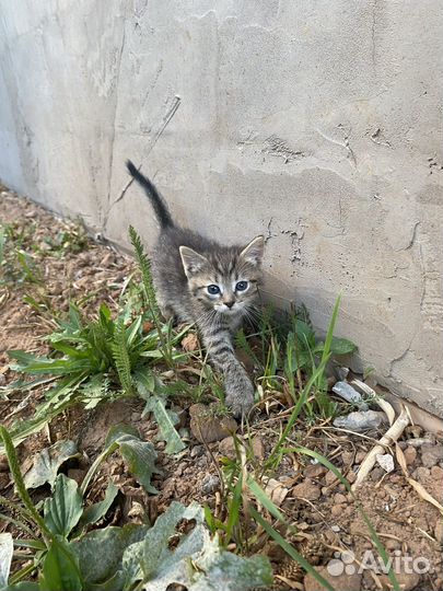 Котята в добрые руки даром