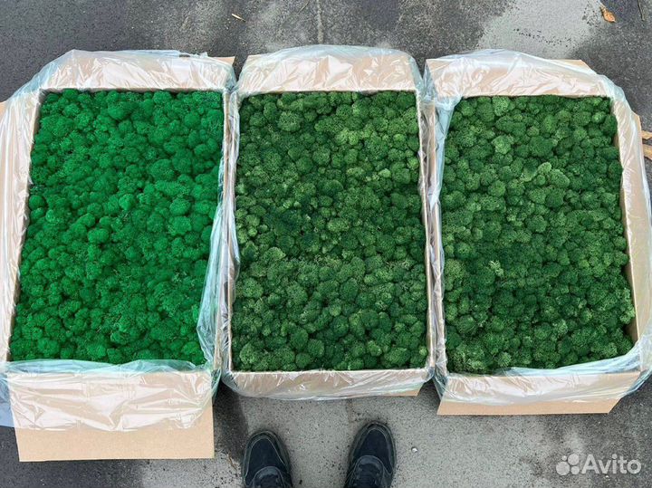 Стабилизированный мох, розница опт