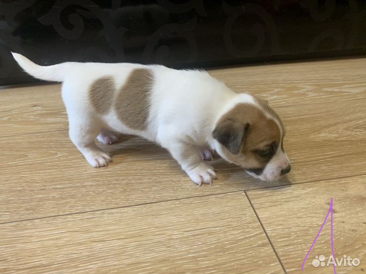 Собаки щенки джек рассел