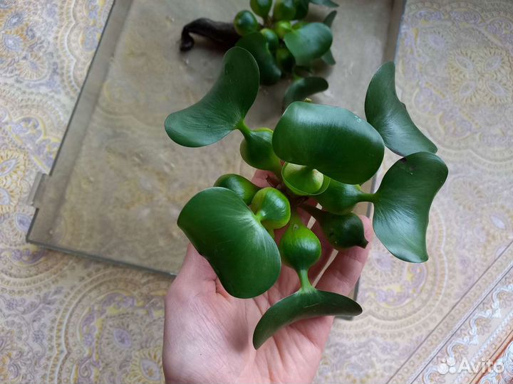 Эйхорния (Водный Гиацинт) Аквариумные растения