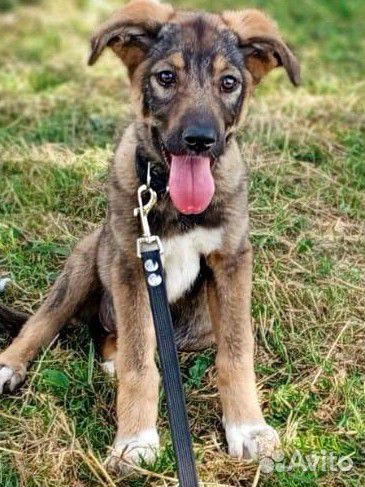 Щенок из Якутского приюта ппбж