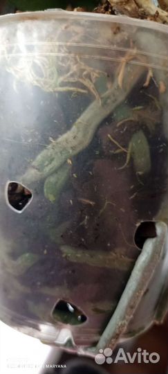 Орхидея фаленопсис Равелло