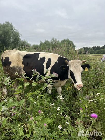 Телки стельные