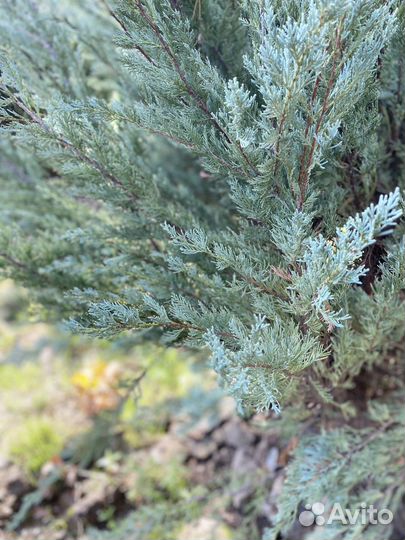 Можжевельник Блю Эроу из питомника 2,6 м