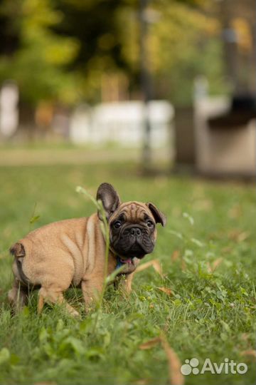 Французский бульдог
