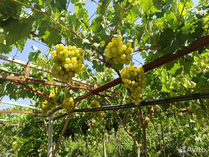 Саженцы винограда новинки