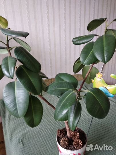 Фикус каучуконосный большой