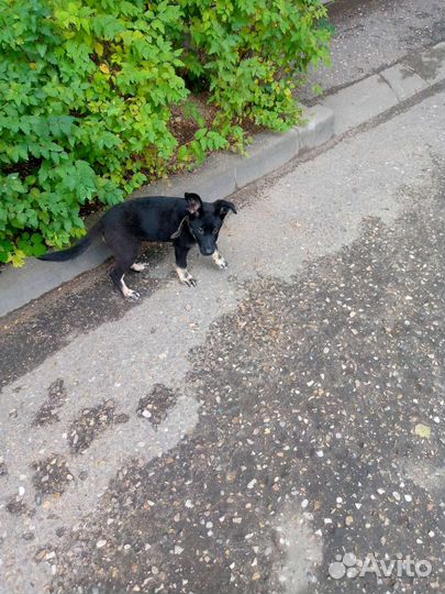 Отдам щенка восточно европейской овчарки