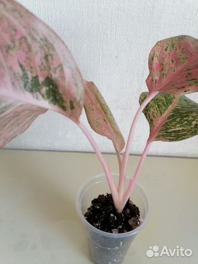 Аглаонема Танг Чанг Пуэк