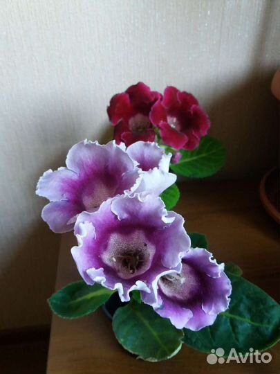 Глоксинии разные