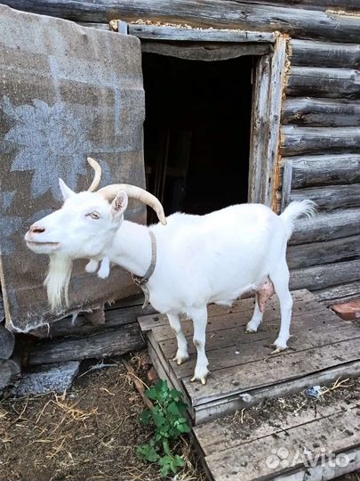 Коза дойная альпийская