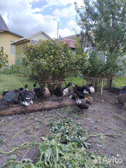 Мускусные утки