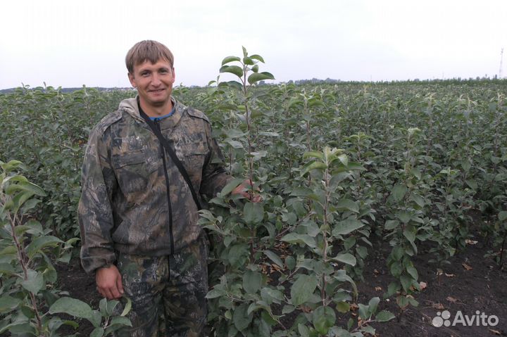 Саженцы оптом и в розницу