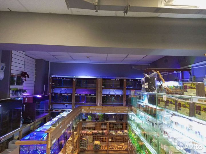 Аквариумные рыбки и растения в магазине