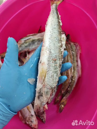 Корюшка северная крупная жирная