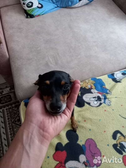 Вязка той-терьер девочка