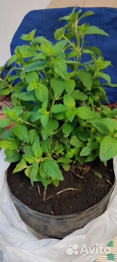 Мята перечная