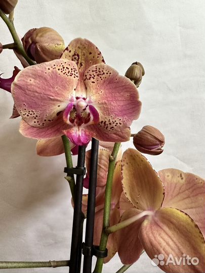 Орхидея фаленопсис