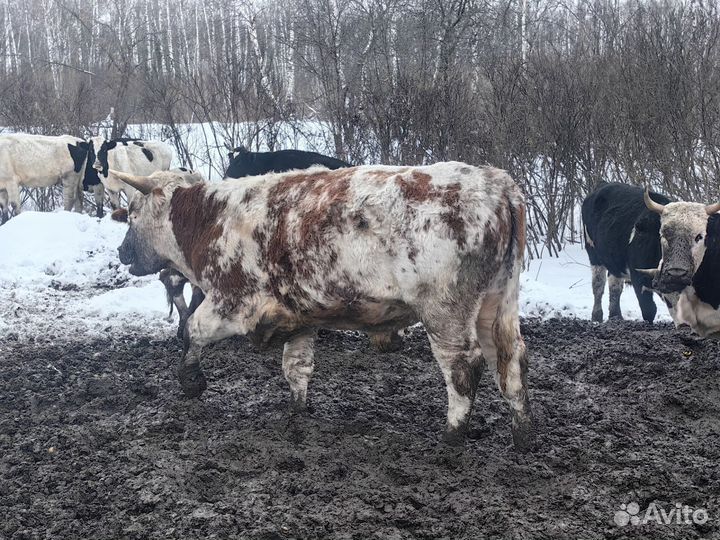 Быки на мясо