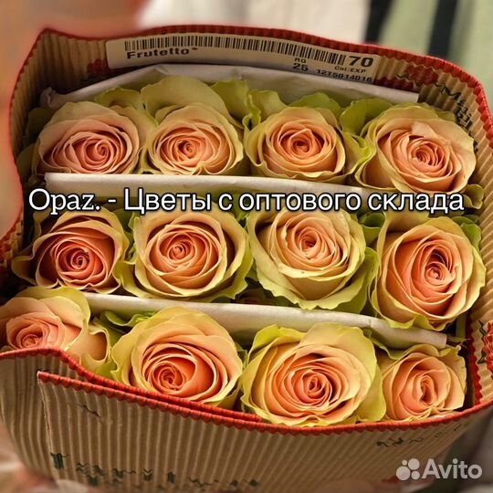 Розы Эквадор 60см