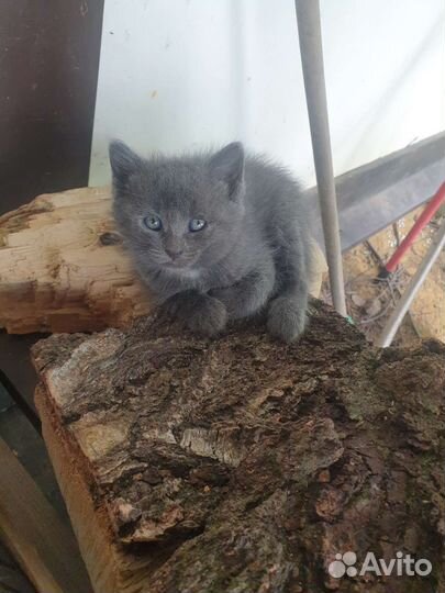 Котята отдам бесплатно