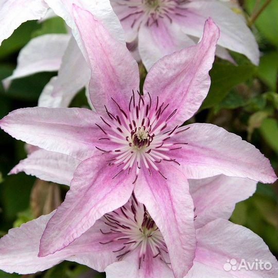 Саженцы клематиса