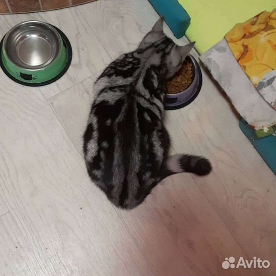 Шотландская прямоухая кошка