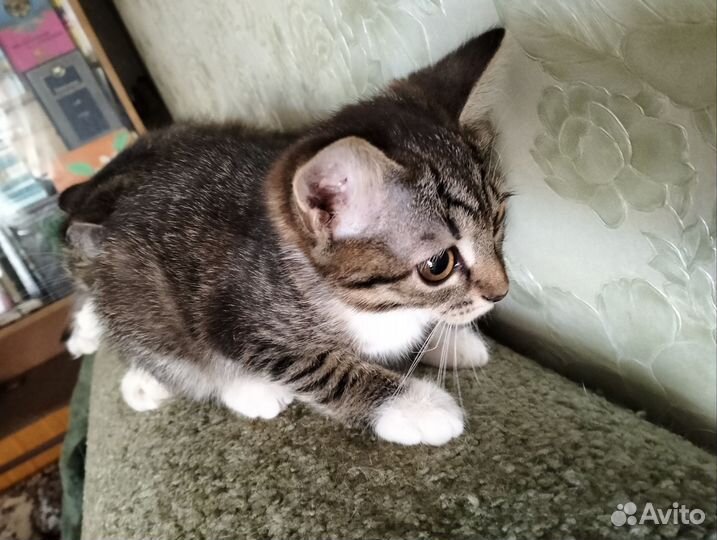 Кошка