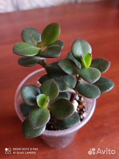 Крассула minor