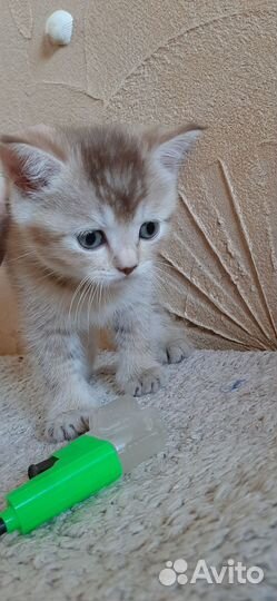 Британские котята