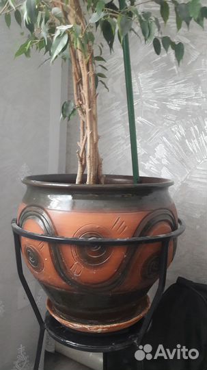 Фикус бенджамина