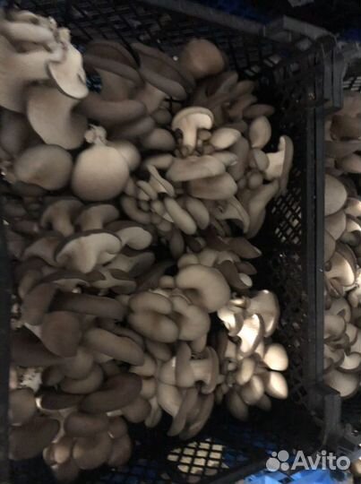 Вешенка свежая