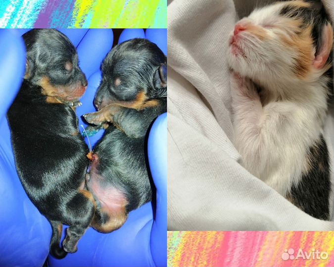 Ветеринарный врач