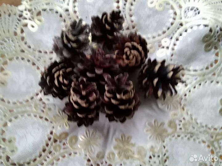 Шишки сосновые и еловые