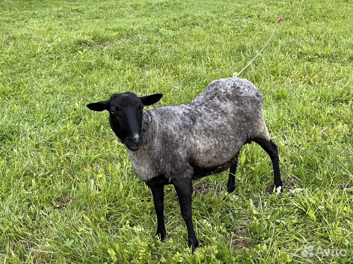 Молодая племенная овца