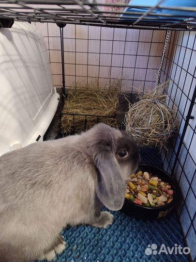 Карликовый вислоухий кролик баран