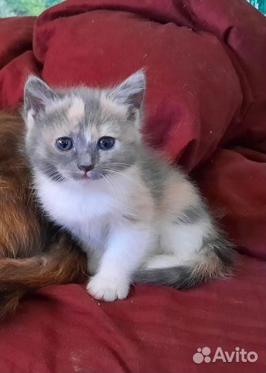 Кошечка в добрые руки