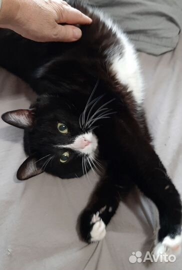 Передержка (домашняя) кошек и собак мелких порд