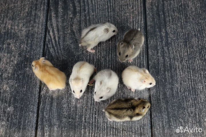 Джунгарский хомяк Клетки Ручные малыши Доставка