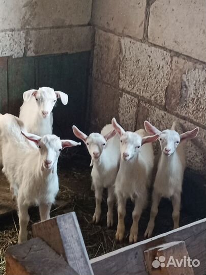 Козлята