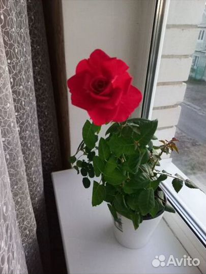 Роза декоративная