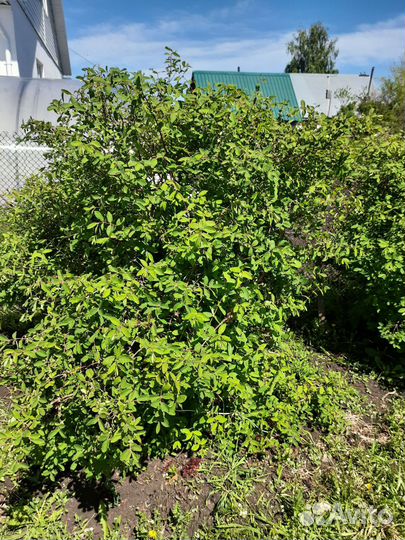 Саженцы жимолости