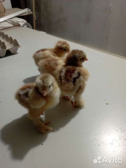 Цыплята брама